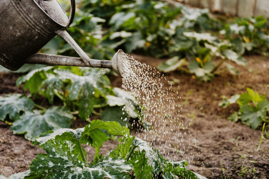 Rhondda Fach Community Garden