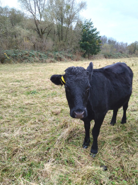 Meet the Cows: Conservation at Work!